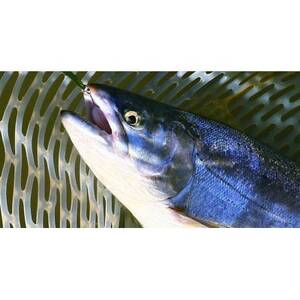 北海道大雪サーモン粕汁～大雪山の恵みをまるごと味わう一杯～[250g×1パック]【1610196】