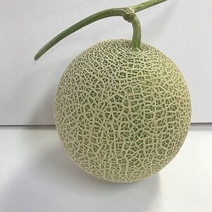 【2026年夏発送】岸田農園　青肉メロン1玉(サイズ1.8kg以上)【1684612】
