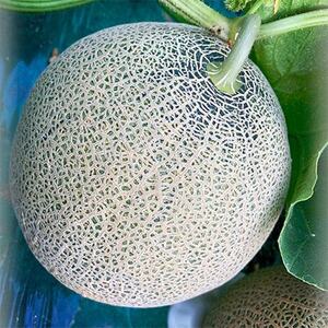 【2026年夏発送】岸田農園　青肉メロン1玉(サイズ1.8kg以上)【1684612】
