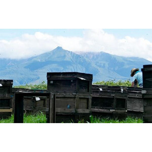 【2026年8月下旬から発送開始】北海道上川町産純粋はちみつ シナの木(菩提樹)600g×2本セット| はちみつ