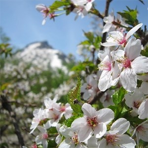 大雪山層雲峡・黒岳ロープウェイ　往復乗車引換券　大人(中学生以上)1名様【301】【1086076】