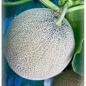 特大サイズ【2026年夏発送】岸田農園産北海道メロン2玉入り(サイズ:1玉2.5kg以上)【213】【1311818】