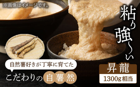 自然薯（昇龍）1300g相当【小川農園小川屋】疲労回復 免疫力向上 産地直送 とろろ 山芋 健康食 じねんじょ ギフト 滋養強壮 贈答 レシピ とろろご飯 山薬 山のうなぎ 送料無料[MAE012]