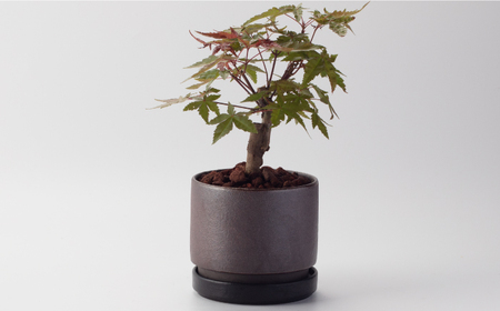 【美濃焼】プラネットプランター 火星 (大) 1セット【竜山窯】植物 植木 陶器 [MFR011]