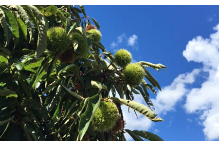 ＜ブランド美濃栗使用の絶品＞栗の笹巻（2箱セット）【虎渓渡辺製菓】和菓子 栗 くり 栗きんとん 餡子 あん ようかん 羊羹 銘菓 竹 竹皮 香り 贈り物 ギフト 贈答 地元 送料無料 [MCM002]