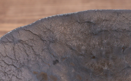 【美濃焼】コンポート 12.5cm 凛 金結晶　2点セット【EAST table】洋菓子 アクセサリー インテリア 和食器 日本製 デザート皿 アフタヌーンティー 陶器 ナチュラル 高台皿 脚付き皿 トレー お家カフェ [MBS089]