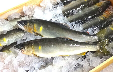 72 【皇室献上御料場近郊】川漁師の天然鮎/一夜干し