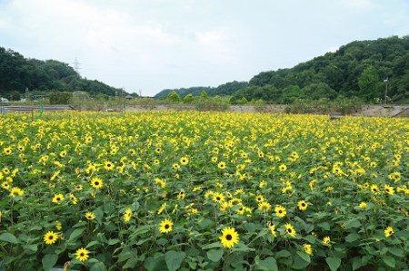 花フェスタ記念公園入園券セット 入園券4枚 500円分の金券4枚 岐阜県可児市 ふるさと納税サイト ふるなび