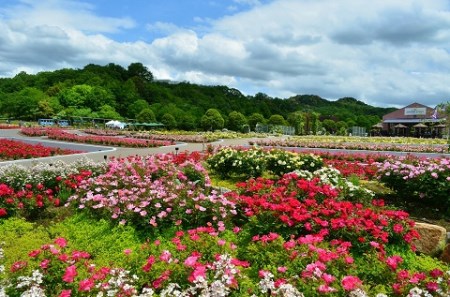 花フェスタ記念公園入園券セット パスポート2枚 入園券2枚 岐阜県可児市 ふるさと納税サイト ふるなび