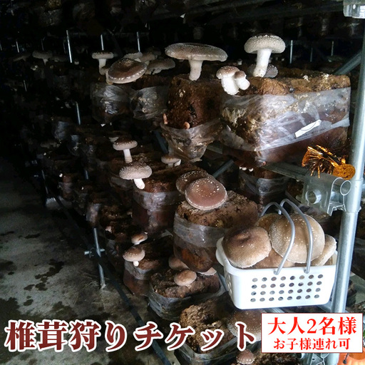 椎茸狩りチケット [No.905]
