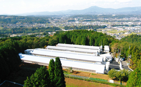 冷凍　恵那どり　手羽元　バラ凍　2kg [No.919]