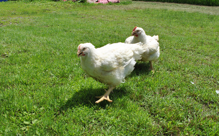 冷凍　恵那どり　肝　鶏レバー　バラ凍　2kg [No.920]