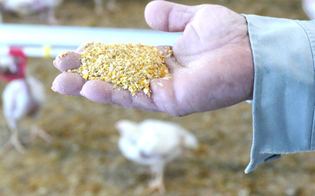 冷凍　恵那どり　肝　鶏レバー　バラ凍　2kg [No.920]