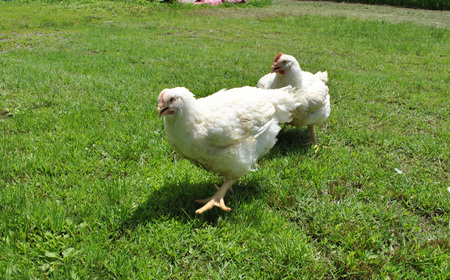 冷凍　恵那どり　ささみ　バラ凍　2kg [No.921]