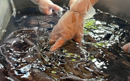 エプロンの柿渋染め体験 [No.1097]