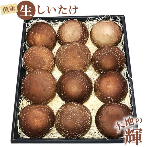 菌床生しいたけ　「大地の輝」 [No.003]