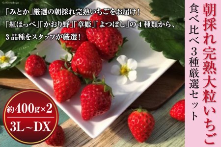朝採れ完熟大粒いちご　食べ比べ3種厳選セット（3L～DX） [No.253]