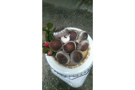 生椎茸　菌床　約700g [No.279]