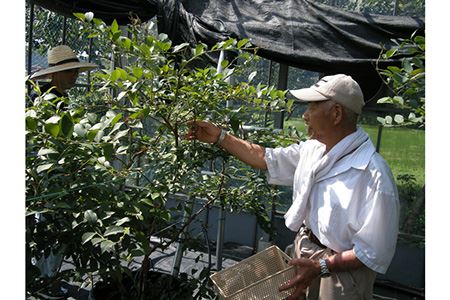 岐阜山県ブルーベリージャム2本セット　内容量140g [No.386]