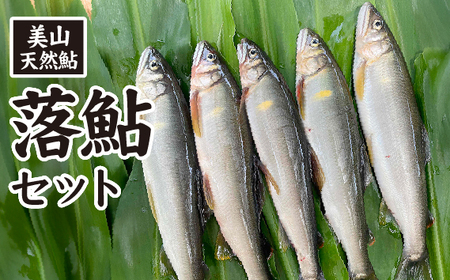 No.481 美山天然鮎 落鮎セット