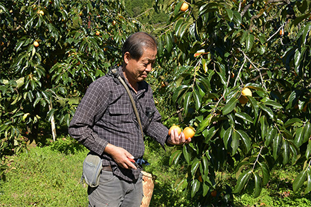 伊自良の高級干し柿 3種食べ比べセット 約630g [No.725]