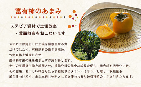 はやし柿園の贈答用富有柿3.5kg 2Lサイズ 12個 高糖度 濃厚 秋の味覚 ギフト ※2025年11月中旬頃より順次発送予定 ※離島への配送不可