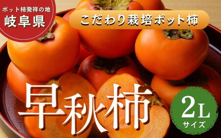 【先行予約】こだわり栽培ポット柿（早秋柿） 2Lサイズ12個入り | 柿 かき カキ 早秋柿 早生品種 甘い ジューシー フルーツ くだもの 果物 秋の味覚 おやつ スイーツ 産地直送 先行 予約 送料無料 岐阜県 瑞穂市 ※離島への配送不可  ※2026年10月中旬～11月上旬頃に順次発送予定