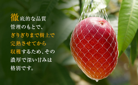 マンゴー・ドラゴンフルーツジャム詰合わせ ｜果物 マンゴージャム 朝食 パン 贈り物 ギフト