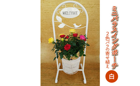 ミニバラスイングポーチ（白色）2～3色のバラの寄せ植え 植物 　※2026年4月下旬～5月下旬頃に順次発送予定　※離島へ配送不可