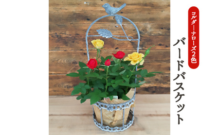 コルダーナローズ・バードバスケット 植物 　※2026年4月下旬～5月下旬頃に順次発送予定　※離島への配送不可