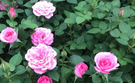 コルダーナローズ・バードバスケット 植物 　※2026年4月下旬～5月下旬頃に順次発送予定　※離島への配送不可