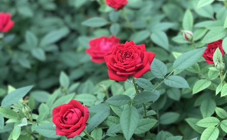 コルダーナローズ・バードバスケット 植物 　※2026年4月下旬～5月下旬頃に順次発送予定　※離島への配送不可