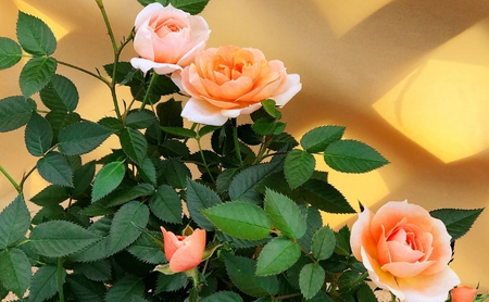 コルダーナローズ・バードバスケット 植物 　※2026年4月下旬～5月下旬頃に順次発送予定　※離島への配送不可