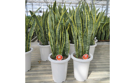サンセベリア8号 植物 観葉植物 グリーンインテリア 緑 