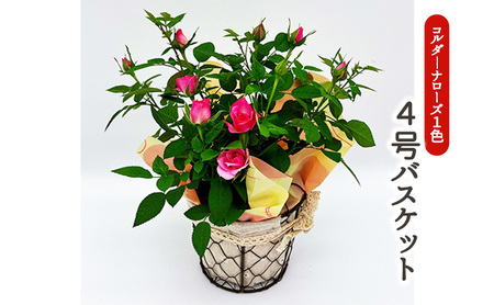 ミニバラ（コルダーナローズ）4号バスケット 植物 花 　※2026年4月下旬～5月下旬頃に順次発送予定　※離島への配送不可