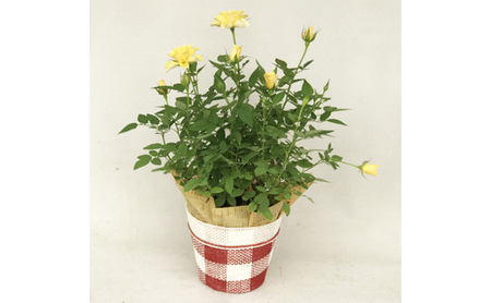 ミニバラ（コルダーナローズ）4号バスケット 植物 花 　※2026年4月下旬～5月下旬頃に順次発送予定　※離島への配送不可