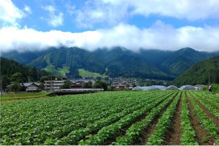 ひだかみ流葉　酵素ライフ♪　無農薬人参（黒田五寸）洗い８ｋｇ　ゲルソン療法にもぜひご活用下さい！[B0179]