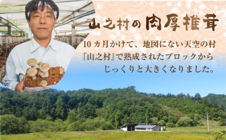 菌床 肉厚 生しいたけ 椎茸 シイタケ 1 5kg 飛騨 山之村産 しいたけ A0103 岐阜県飛騨市 ふるさと納税サイト ふるなび