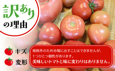 《2026年先行予約》【訳あり】飛騨トマト 約1.8kg
