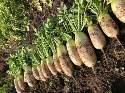 満天☆青空レストラン 2/15放送【1月下旬～3月上旬発送】飛騨 山之村 清水さんちの「寒熟だいこん」完熟大根 約4.5kg 2～6本 野菜 産地直送 ダイコン 鍋 おでん 煮物[A0122wxch] 