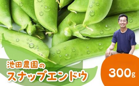 先行予約  野菜 スナップエンドウ 300g / 野菜 エンドウ　池田農園