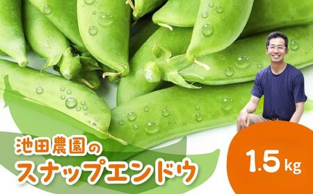 先行予約  野菜 スナップエンドウ 1.5kg / 野菜 エンドウ　池田農園