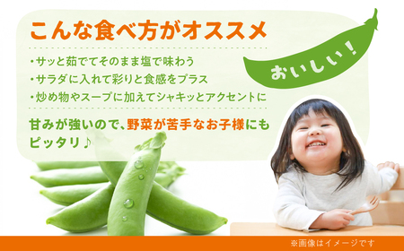 先行予約  野菜 スナップエンドウ 1.5kg / 野菜 エンドウ　池田農園