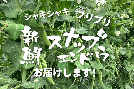 先行予約  野菜 スナップエンドウ 1.5kg / 野菜 エンドウ　池田農園