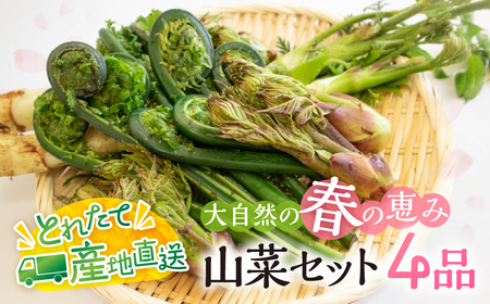 春の恵み 山菜セット4品 （約400g～500g） 旬もの 季節品 産地直送 行者にんにく コシアブラ こごみ タラの芽 山うど ミズ わらび しどけ 姫竹等 [Q2987]