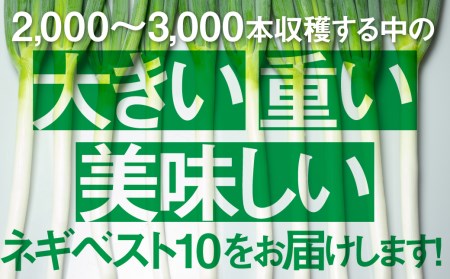 《令和7年産先行予約》水村農園 飛騨の根深ネギ プレミアム ねぎ 10本 飛騨産野菜 旬の野菜[Q331] syun82