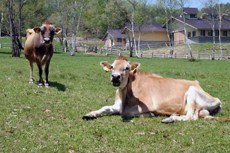 業務用 フランクフルト 1kg 山之村牧場 国産 豚肉[Q2045]