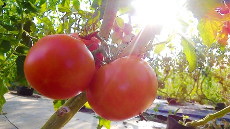 《先行予約》トマト ひだかみ流葉　コクと旨味の有機大玉トマト 有機JAS認定 合計約3kg[Q634x] syun10