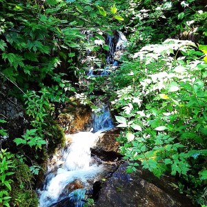 《先行予約》トマト ひだかみ流葉　コクと旨味の有機大玉トマト 有機JAS認定 合計約3kg[Q634x] syun10