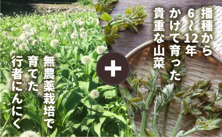 《先行予約》奥飛騨産 とれたて新鮮 生行者ニンニク 550g 山菜1品 行者ニンニク 行者にんにく 醤油漬け[Q654xch] syun123